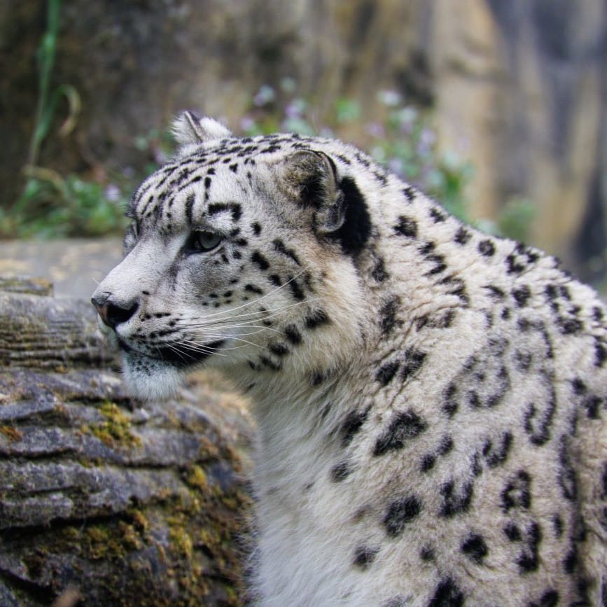 Snow Leopard at Marwell Zoo Credit Paul Webber