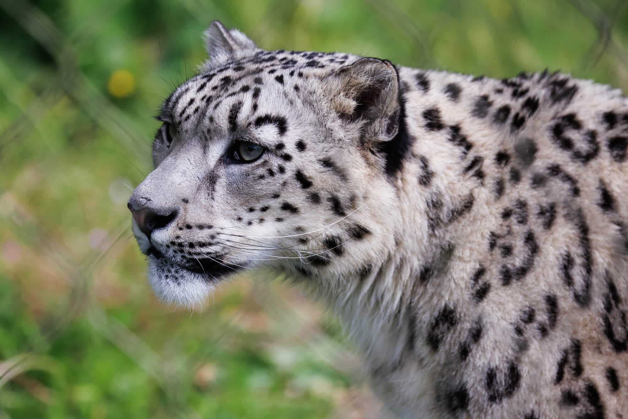 A snow leopard at Marwell Zoo Snow Leopard Experience