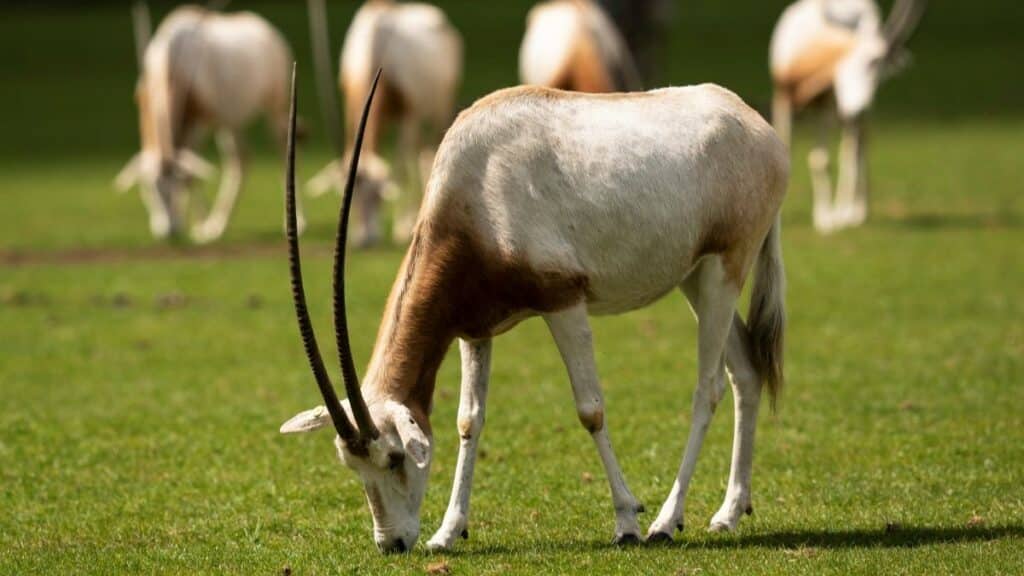 Five Scimitar-horned oryx in Wild Explorers at Marwell Zoo August 2024