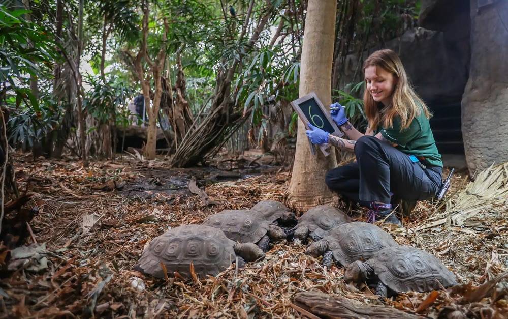 An animal keeper counts tortoise at Marwell Zoo during the annual animal audit