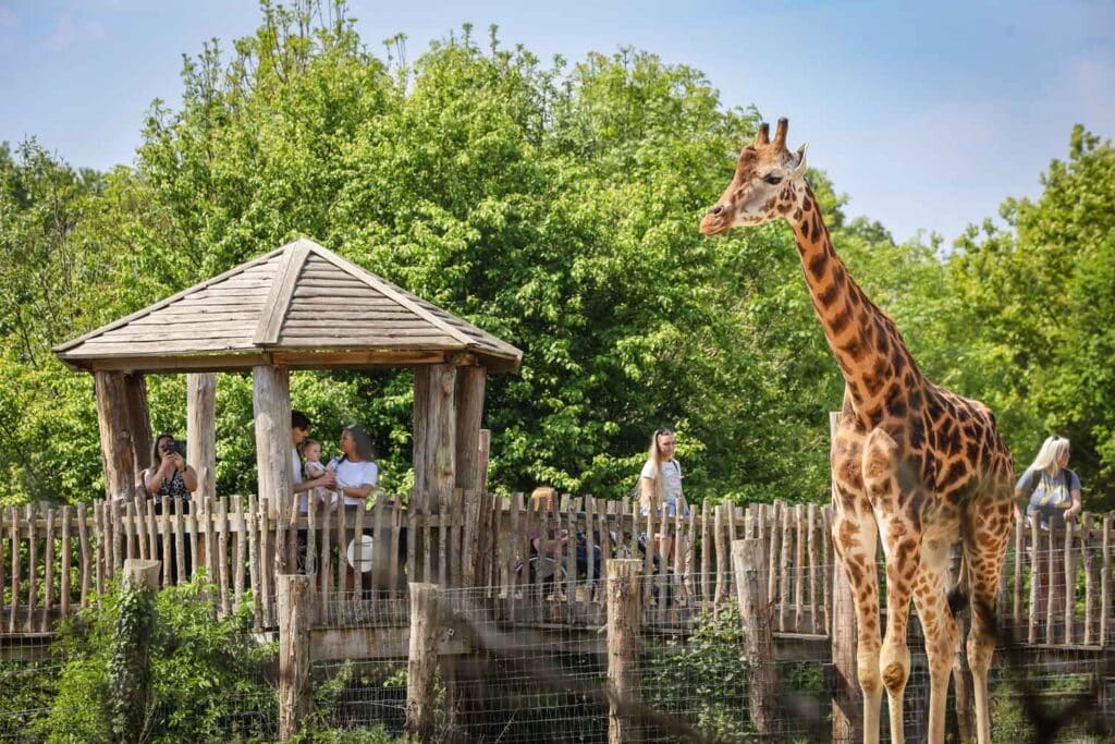 A giraffe by the board walk at Marwell Zoo