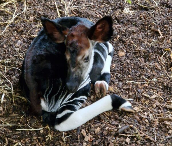 Introducing okapi calf, Kayemba - Marwell Zoo