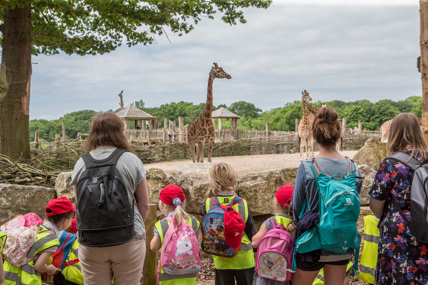 A school group look at giraffes at Marwell Zoo