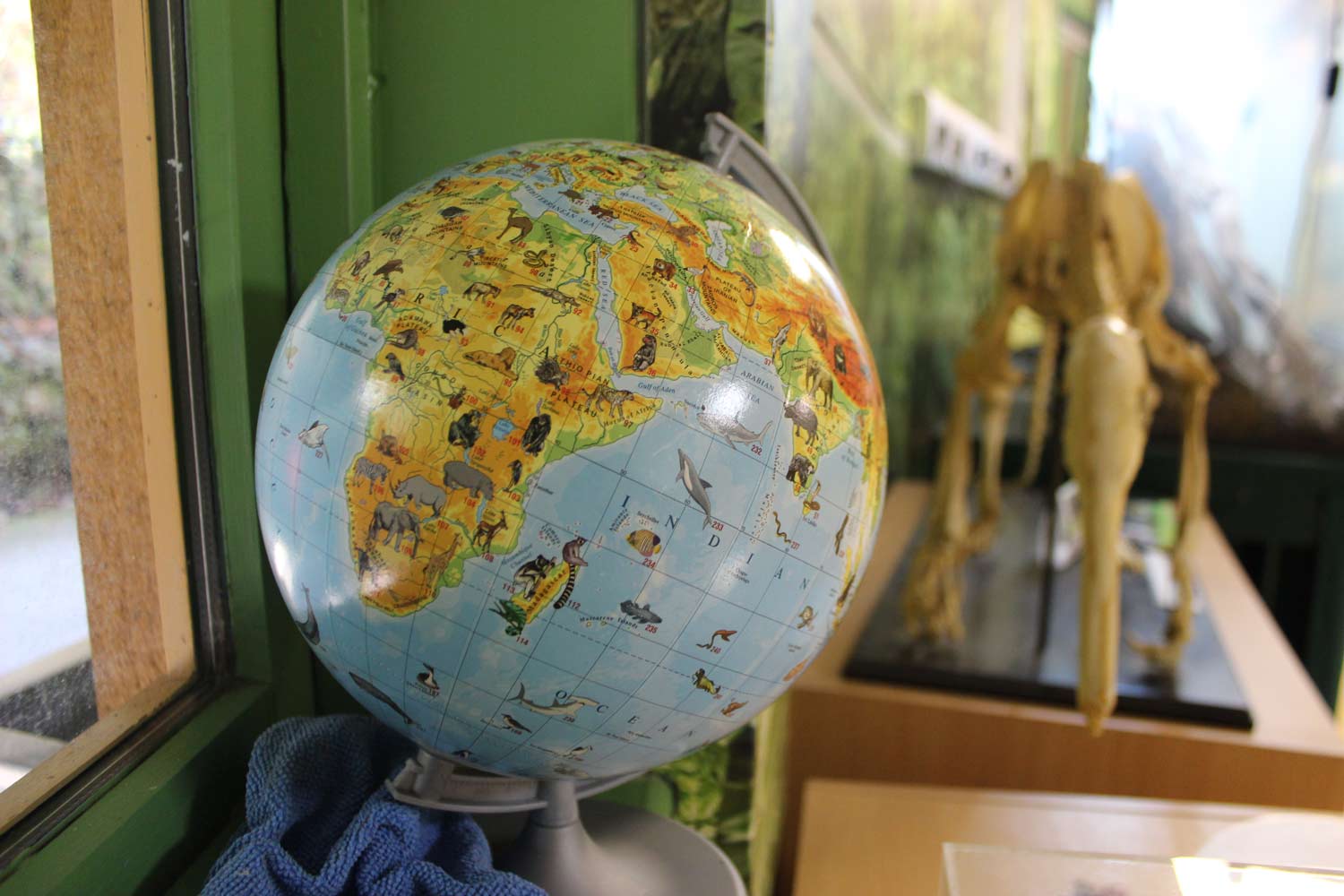 A globe and skeleton in a classroom at Marwell Zoo