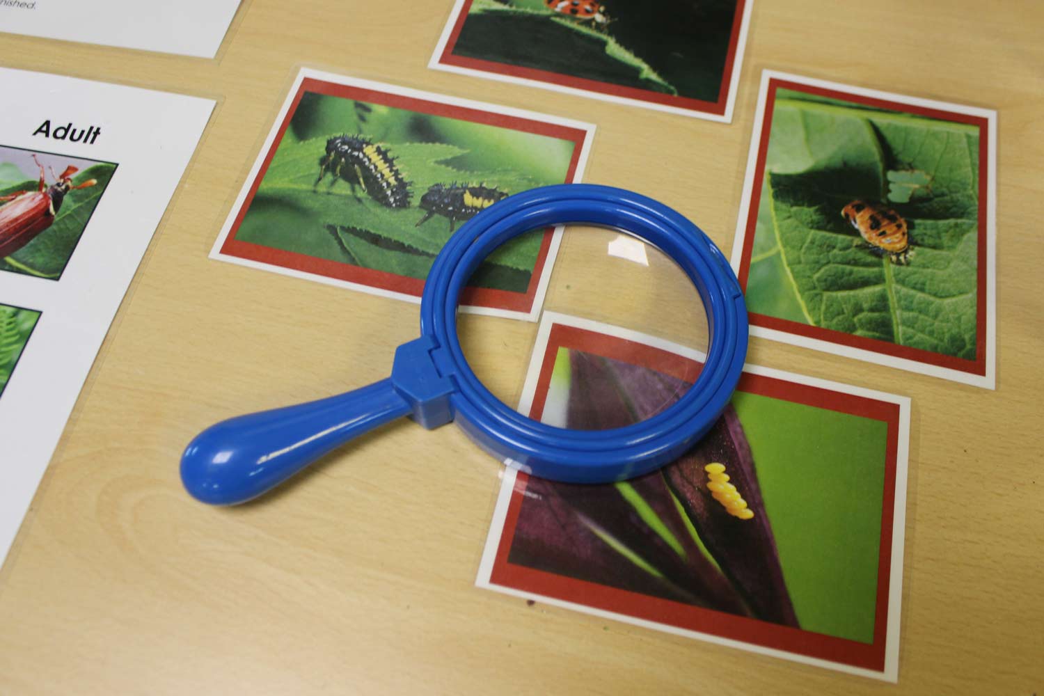 A magnifying glass and photos of minibeasts in an education classroom at Marwell Zoo