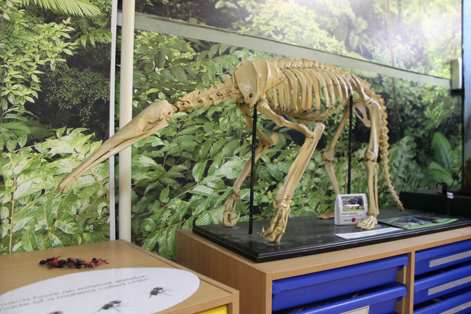 A skeleton of an anteater in an education classroom at Marwell Zoo