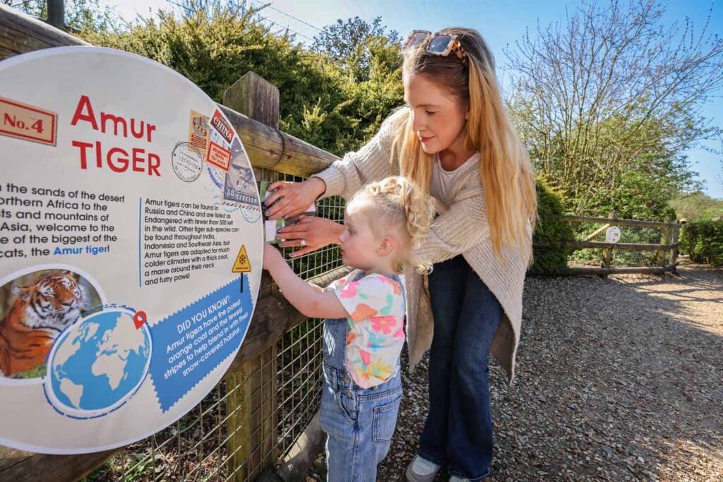A mother and child use crayons to collect a rubbing of an Amur tiger stamp at Marwell Zoo
