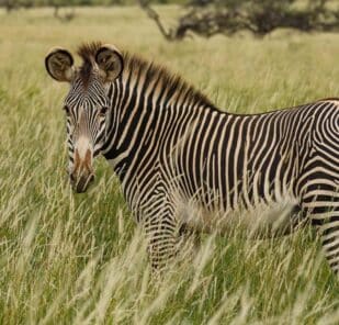 A Grevy's zebra in Kenya