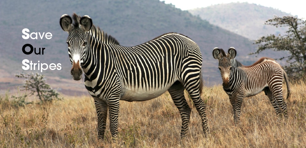 Marwell's Save Our Stripes campaign for the Grevy's zebra