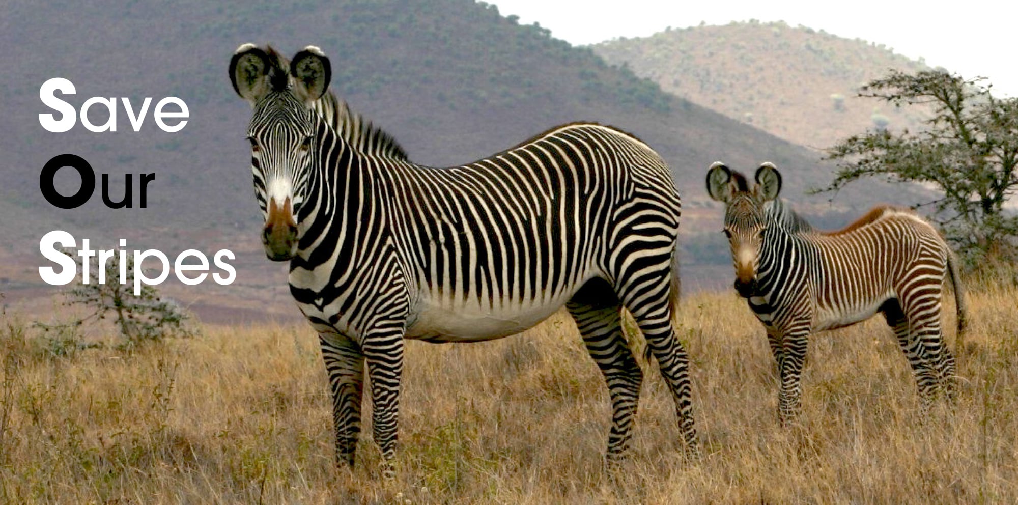 Marwell's Save Our Stripes campaign for the Grevy's zebra