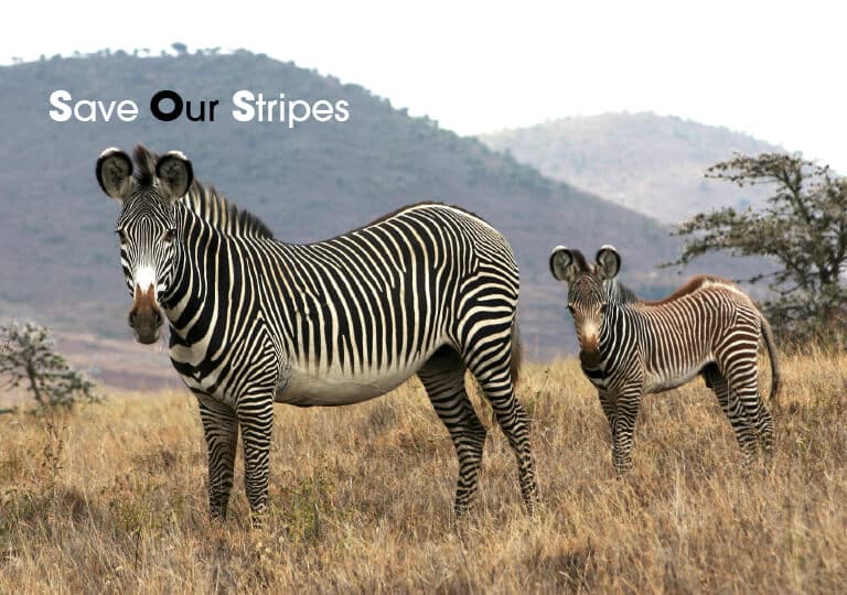 Marwell's Save Our Stripes campaign for the Grevy's zebra
