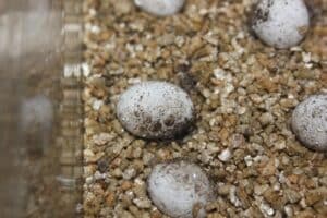 Five sand lizard eggs
