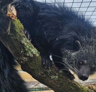 Hanoi, a male binturong at Marwell Zoo
