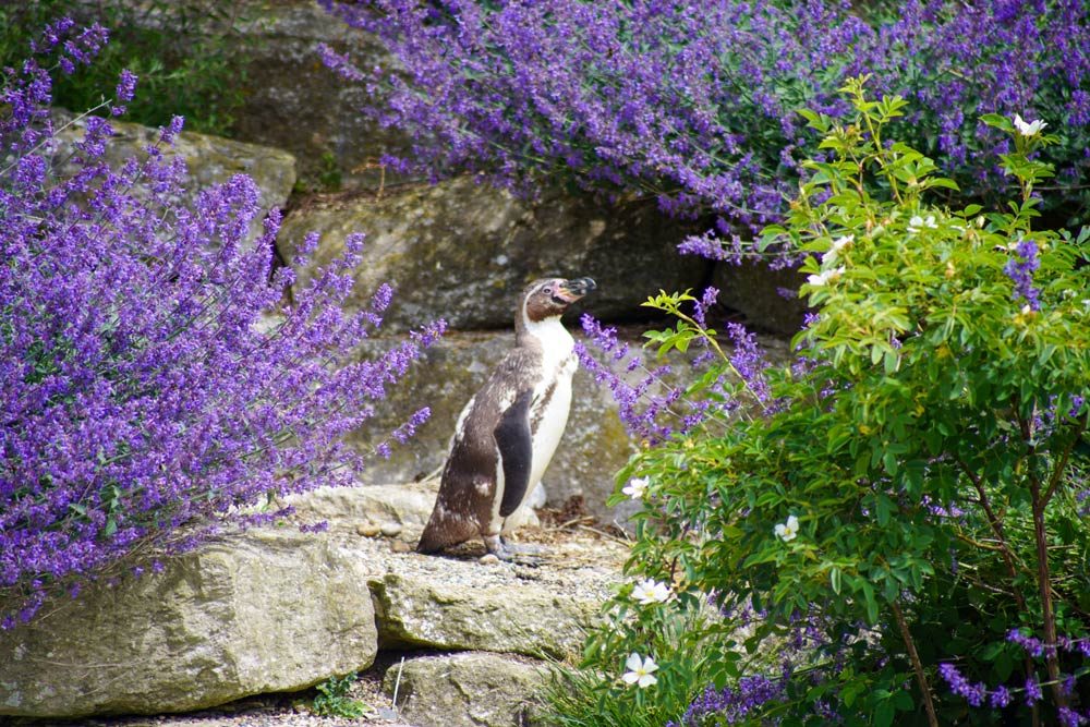 A Humboldt penguin at Penguin Cove in Marwell Zoo