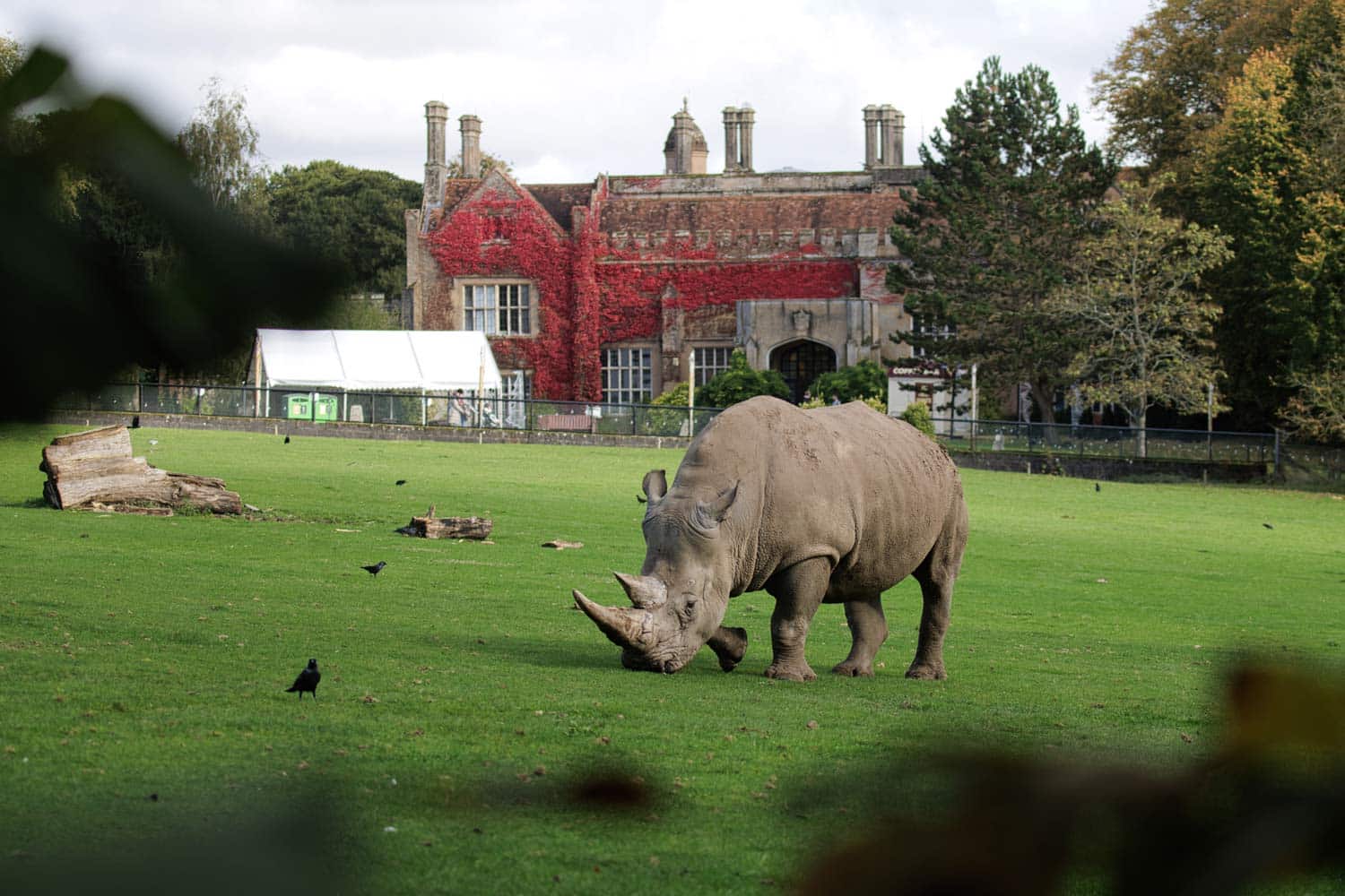 A rhinoceros with Marwell Hall in the background, at Marwell Zoo