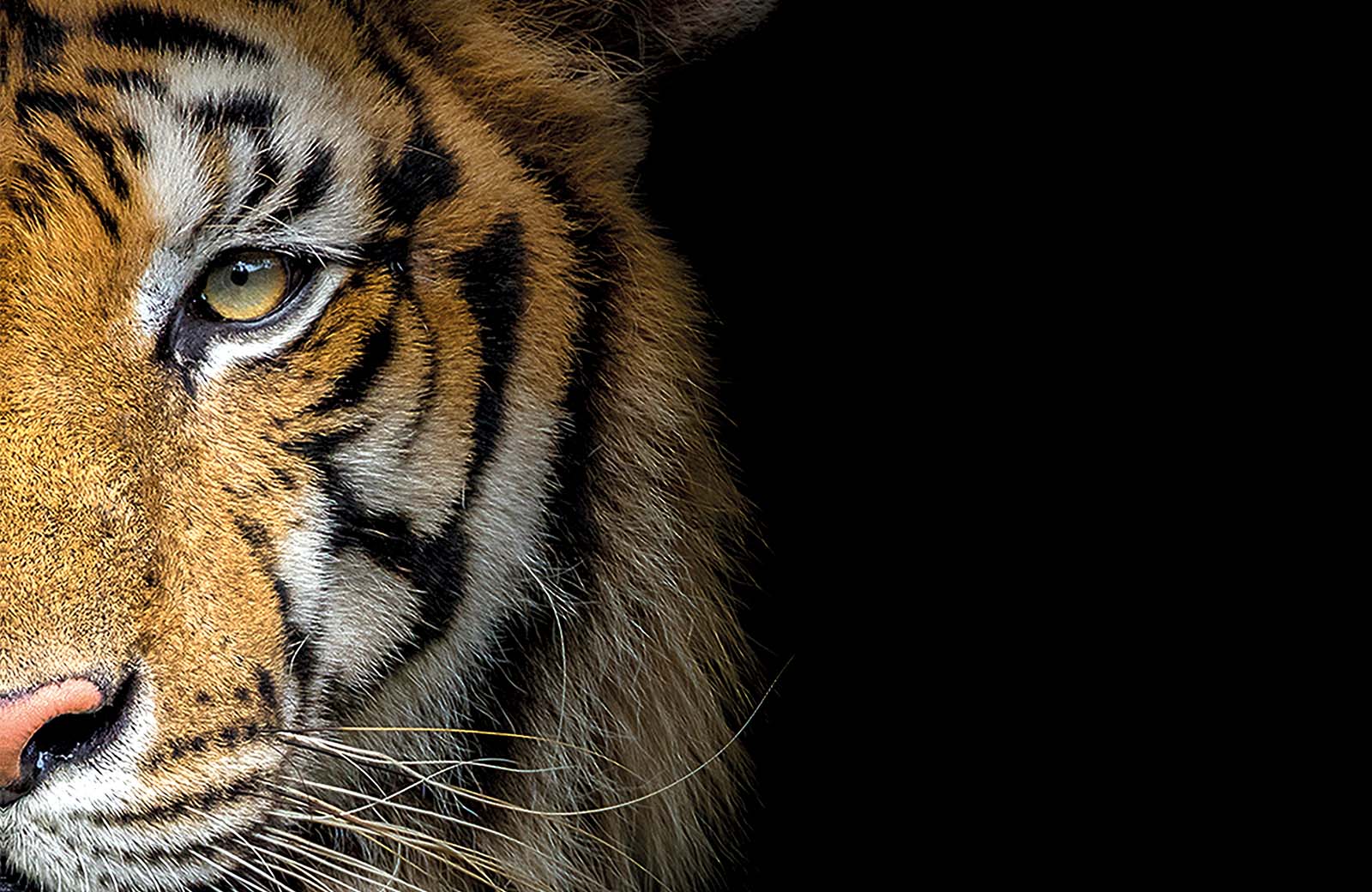 A close up of a tiger's face, with a black background