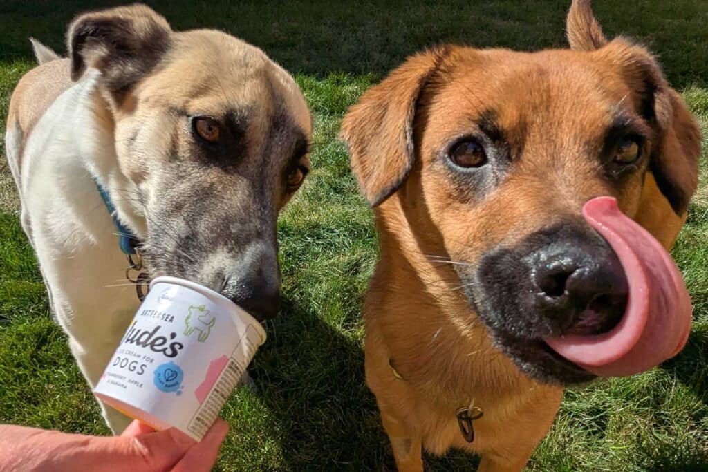 A dog eating Jude's ice cream for dogs at The Keeper's Kitchen at Marwell Zoo, while another dog sticks out its tongue