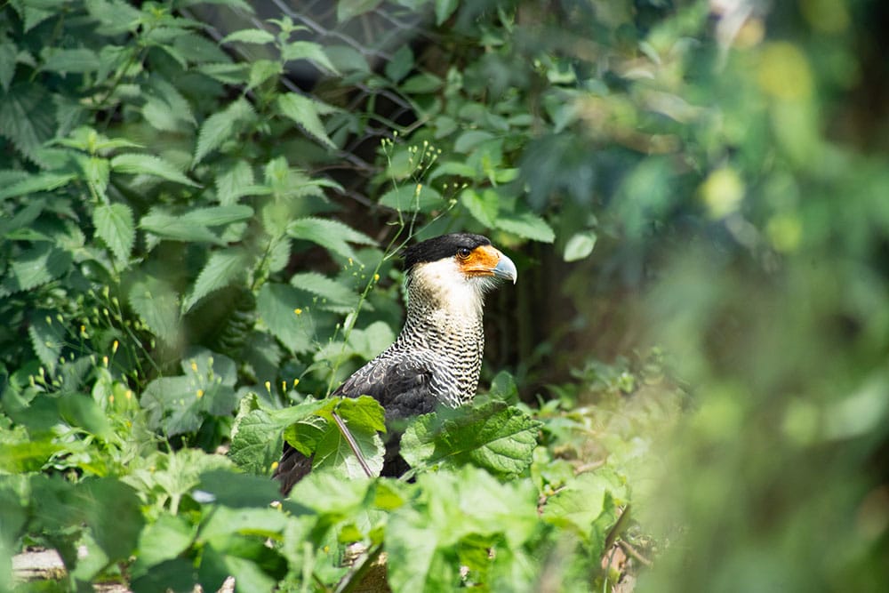 A southern caracara bird in the undergrowth at Marwell Zoo