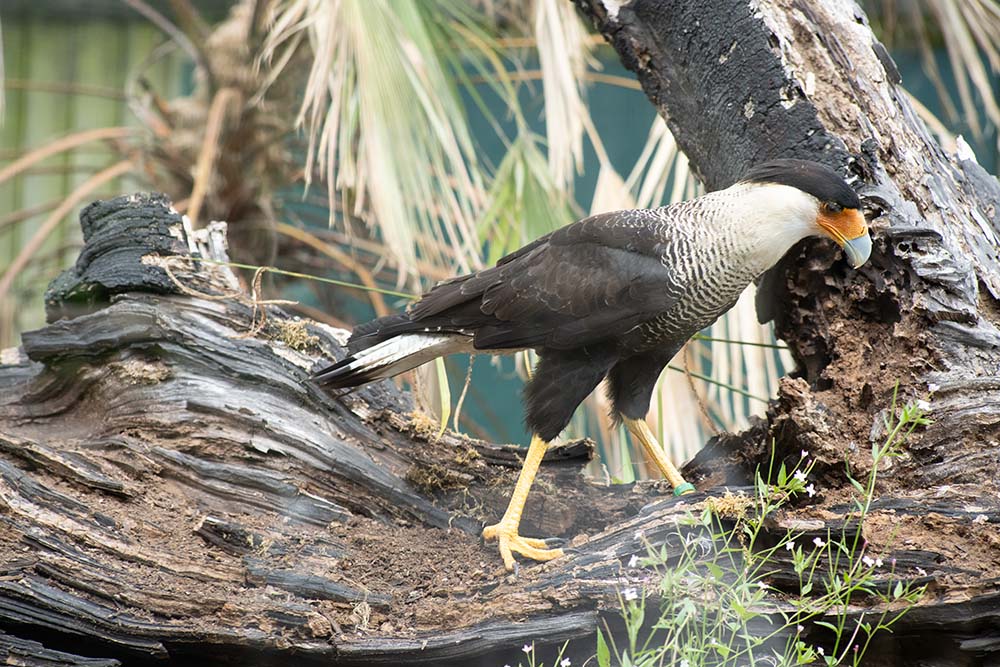 A southern caracara bird on a branch at Marwell Zoo