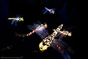 Glow Marwell Dragonflies by Martha Ellis - credit Kat Gollock