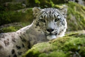 A snow leopard at Marwell Zoo