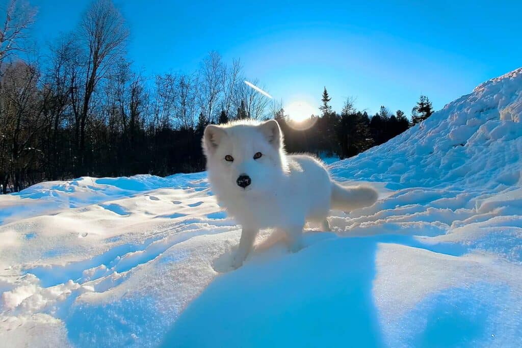 An arctic fox in the snow