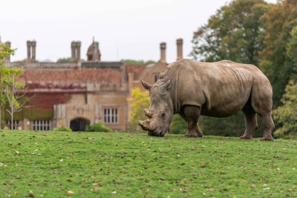 A White Rhino outside Marwell Hall at Marwell Zoo