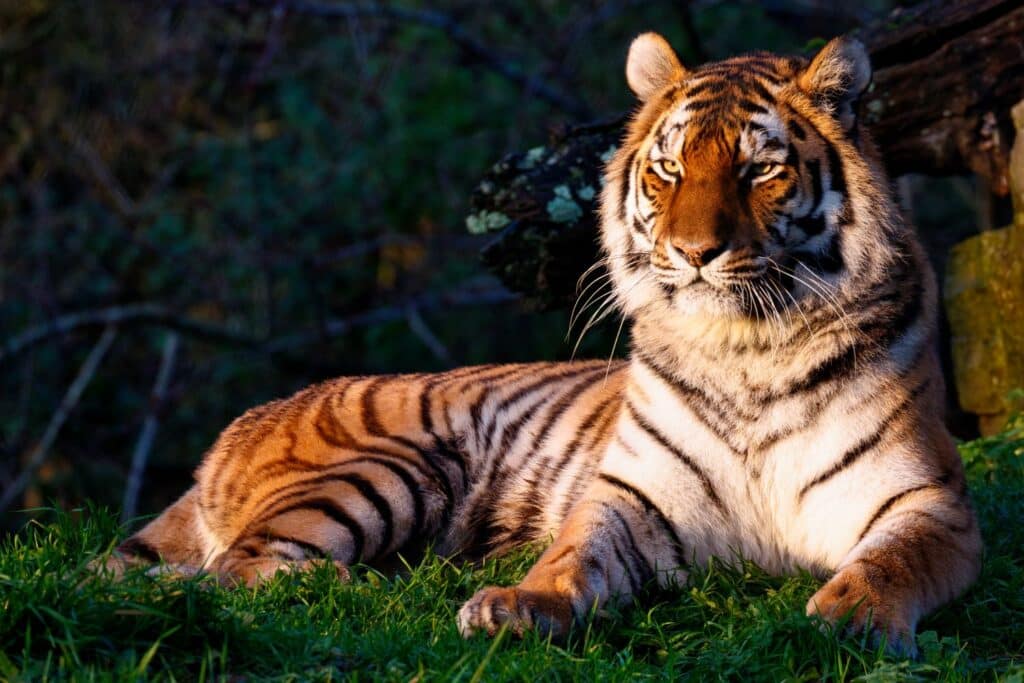 Amur tiger, Valentina