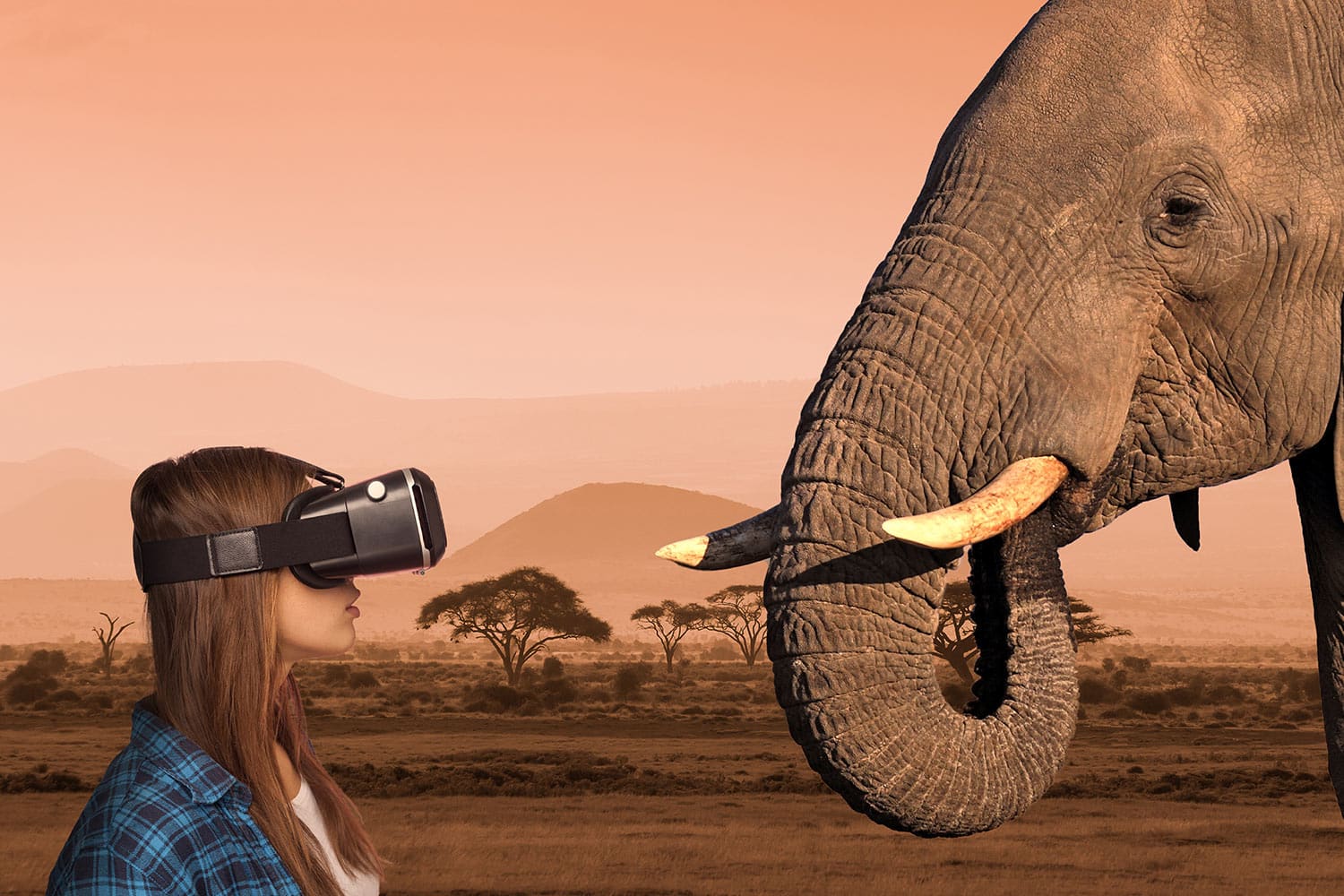 A woman with a VR headset on looks at an elephant during a Virtual Reality Experience at Marwell Zoo