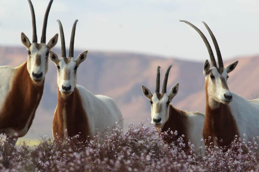 Scimitar-horned Oryx in the wild