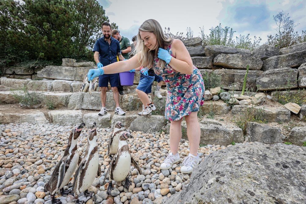 A family feed the humboldt penguins at Marwell Zoo during a Penguind Feeding Experience