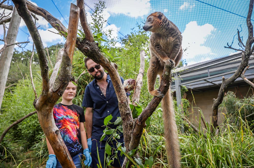 Two people look at a lemur and food that has been placed out for the Lemur Experience at Marwell Zoo