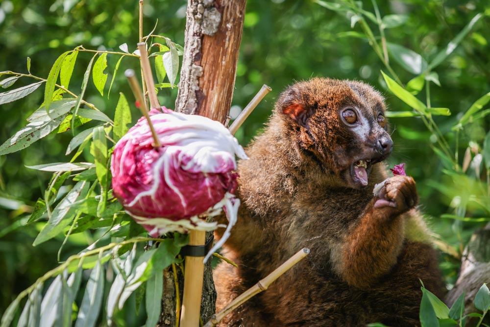 A red-bellied lemur eating food that has been placed out for them in a Lemur Experience at Marwell Zoo