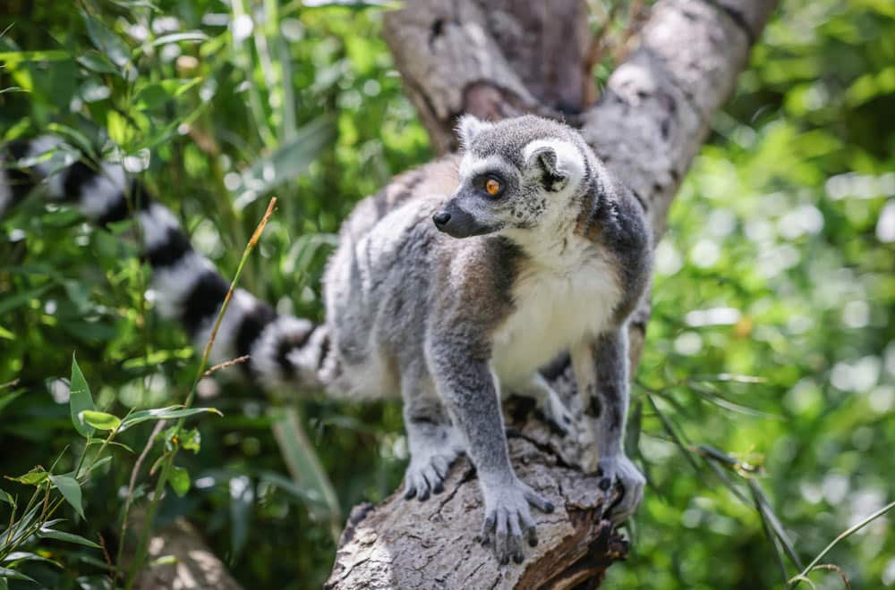 A ring-tailed lemur during a Lemur Experience at Marwell Zoo