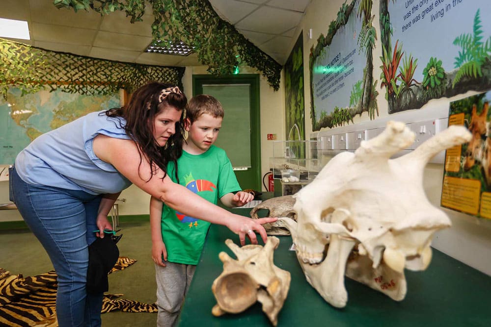 A woman and young boy look at skulls in the education room at Marwell Zoo