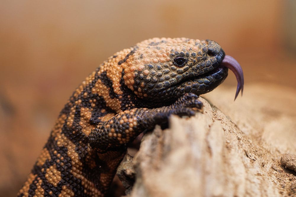 A gila monster at Marwell Zoo