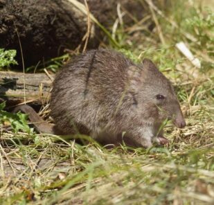 Potoroo at Marwell Zoo