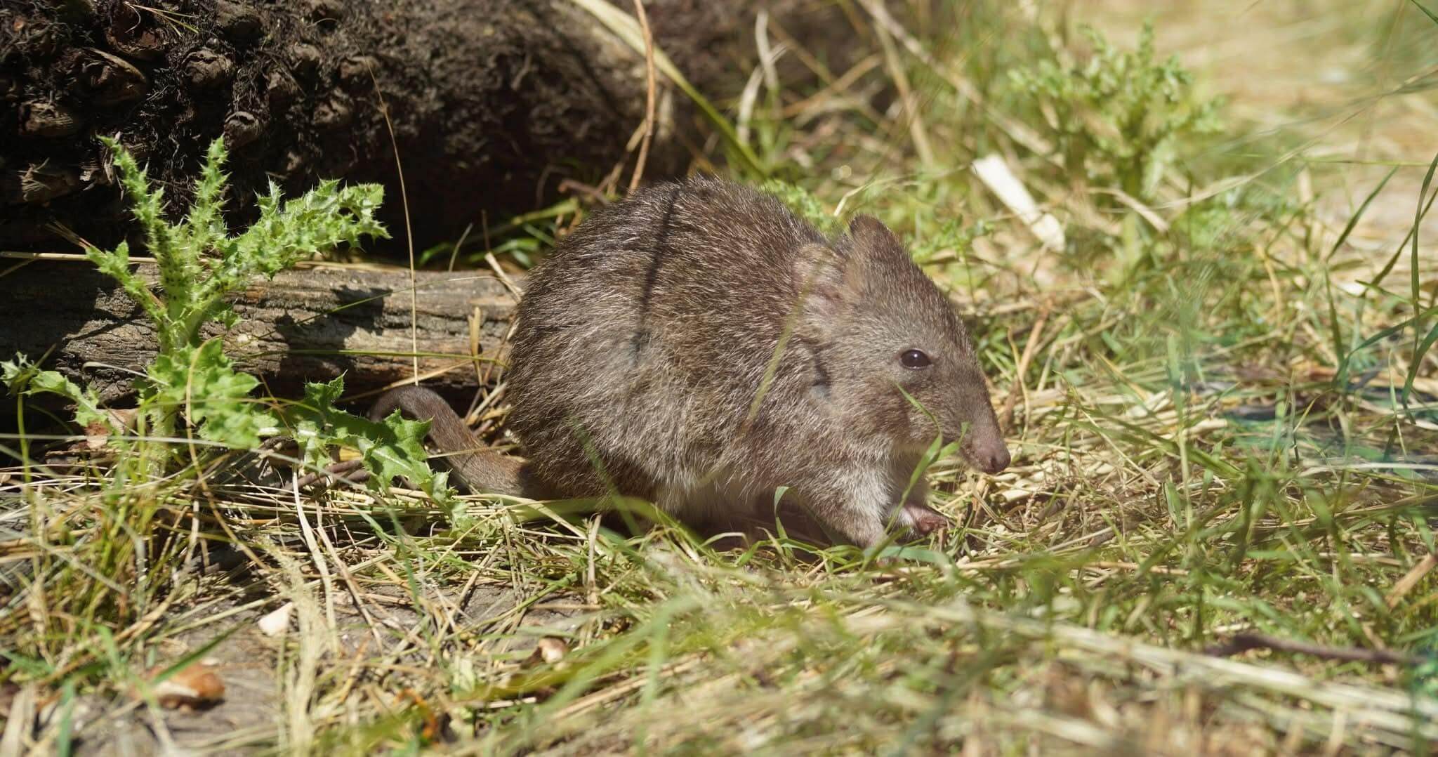 Potoroo at Marwell Zoo