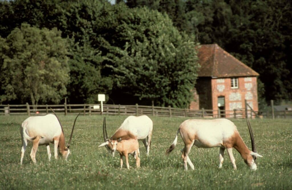 oryx grazing in field