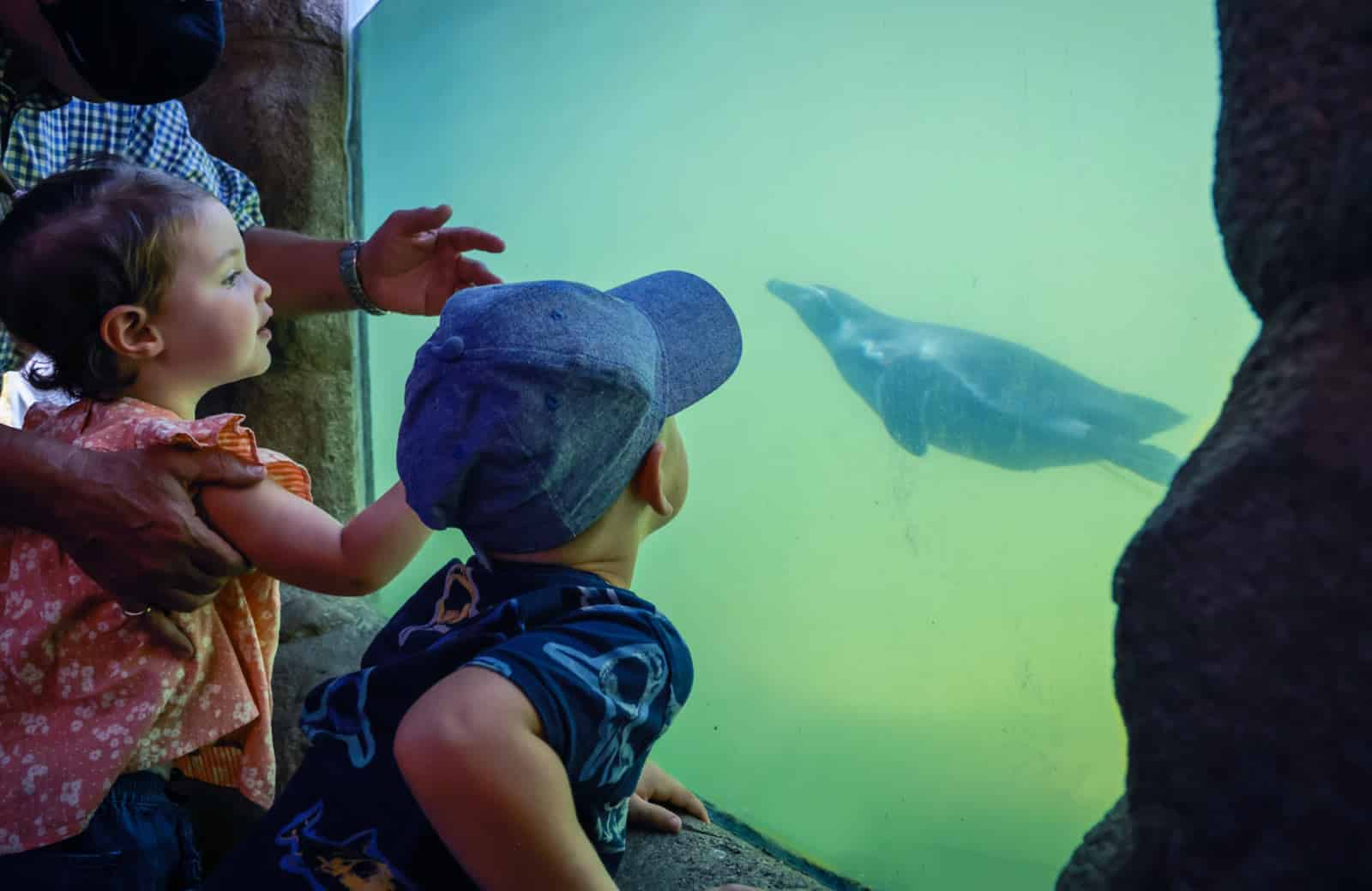Two children watch the penguins at the penguin underwater viewing area at Marwell Zoo