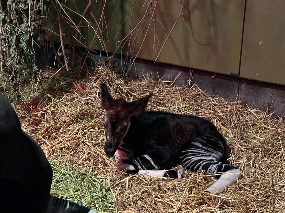 Okapi calf at Marwell Zoo