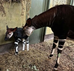 Okapi calf and mother Daphne at Marwell Zoo