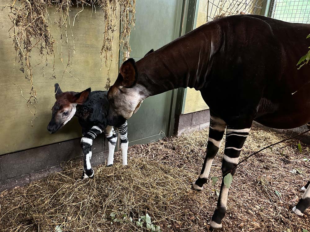 Okapi calf and mother Daphne at Marwell Zoo
