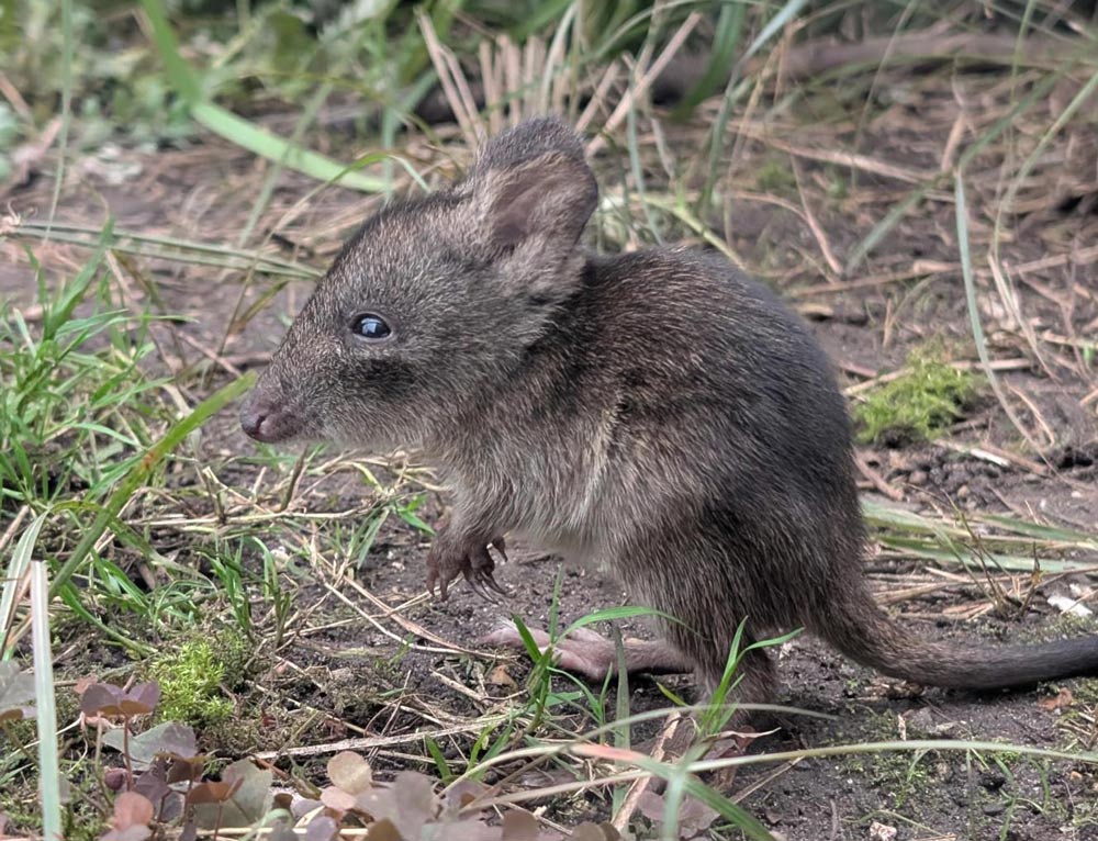 Potoroo joey at Marwell Zoo
