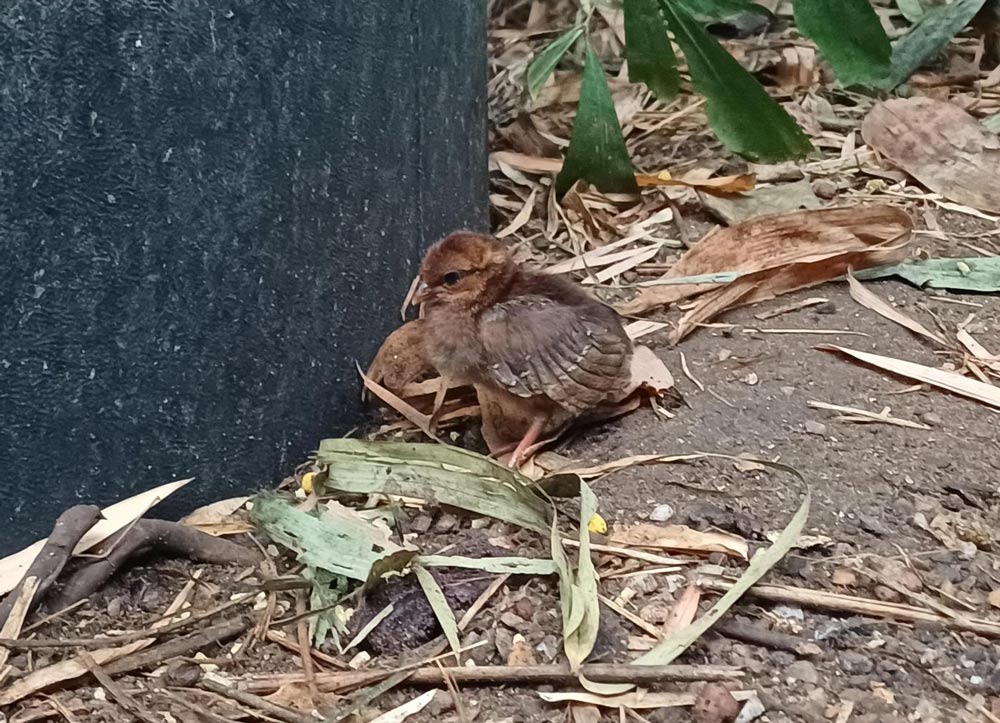 Roul roul chick in the Tropical House at Marwell Zoo