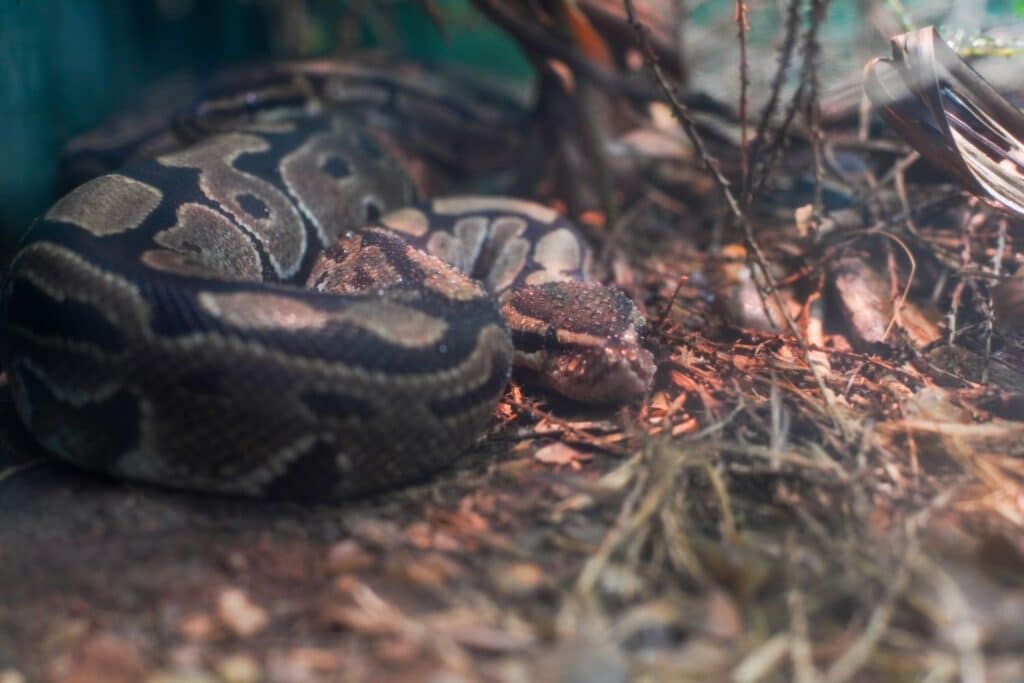 snake in habitat at marwell zoo