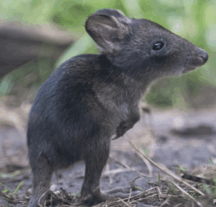 A southern long-nosed potoroo in habitat at Marwell Zoo.
