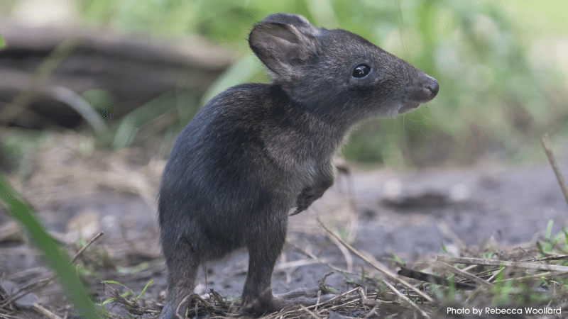 A southern long-nosed potoroo in habitat at Marwell Zoo.