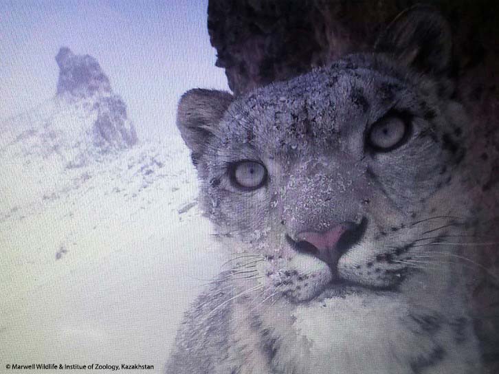 Snow leopard camera trap. Credit Marwell Wildlife and Institute of Zoology, Kazakhstan