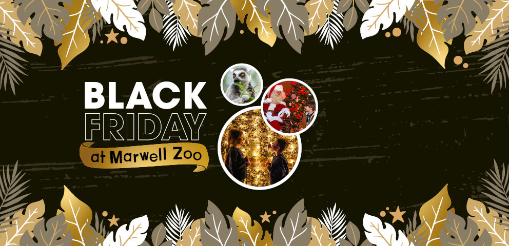 Black Friday offers at Marwell Zoo